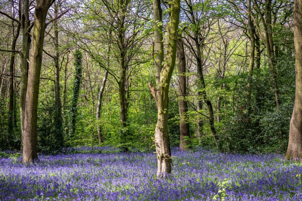 Bluebells im Epping Forest, Wanstead Park.