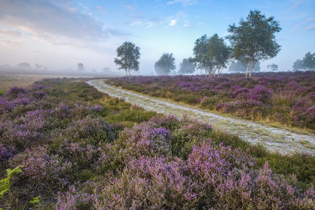 A curving path running through the heather.