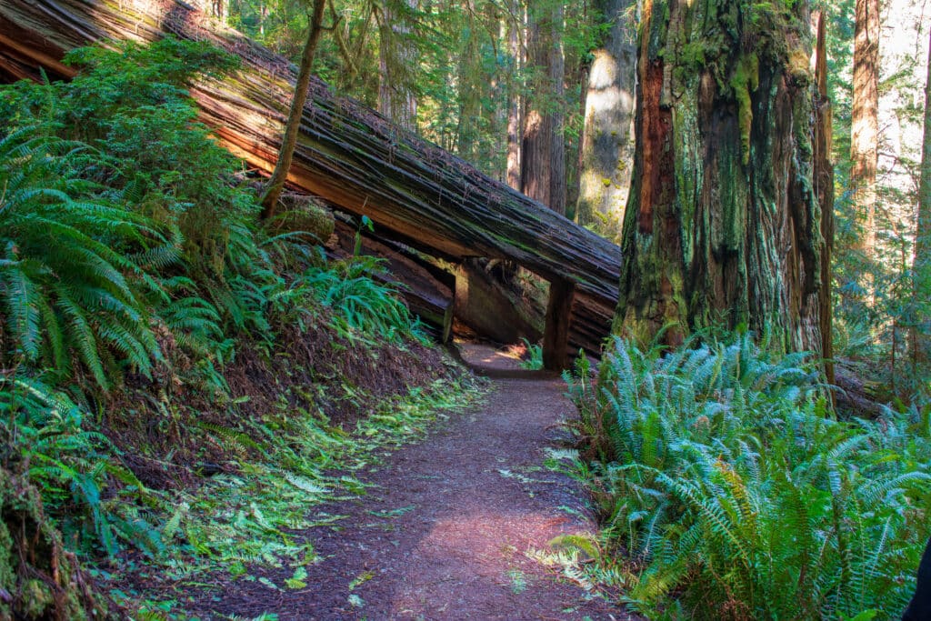 Prairie Creek Redwoods State Park