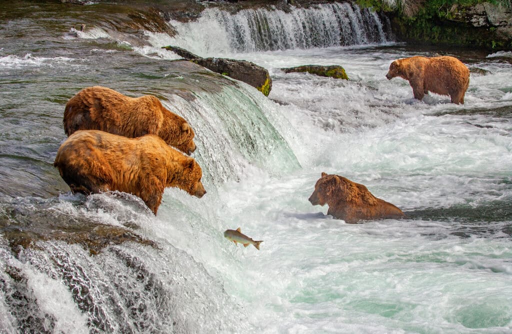 Grizzly bears fishing for salmon at Brooks Falls, Katmai NP, Alaska