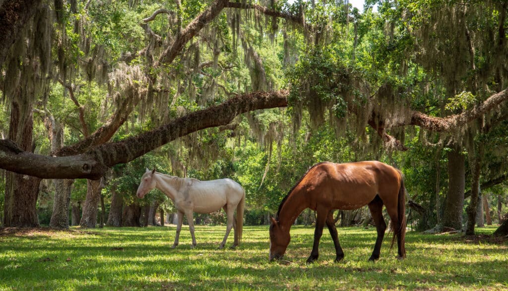 Wild horses at Cumberland Island National Seashore.