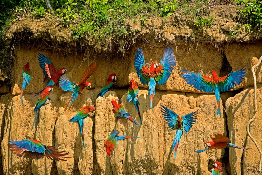 RED-AND-GREEN MACAW ara chloroptera, GROUP EATING CLAY, CLIFF AT MANU NATIONAL PARK, PEROU