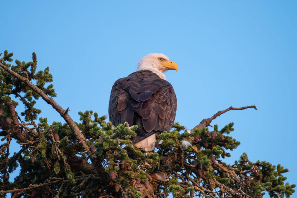 Bald Eagle in Haines Alaska