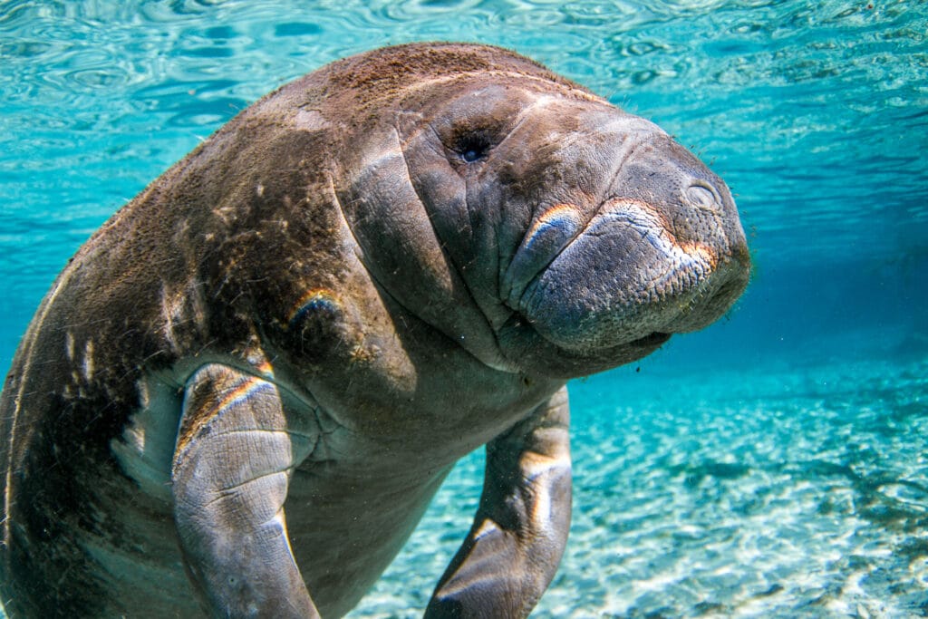 Florida Manatee from the springs in Florida.