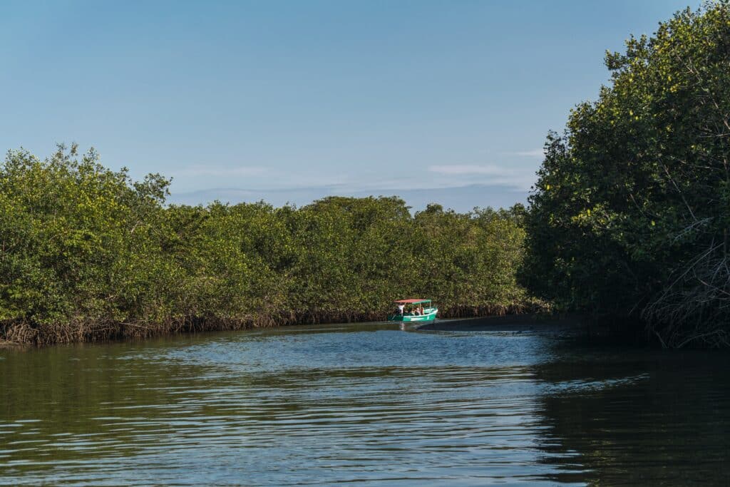 boat sailing in the mangroves of tumbes on a sunny day with a blue sky surrounded by trees at low tide in the pacific ocean