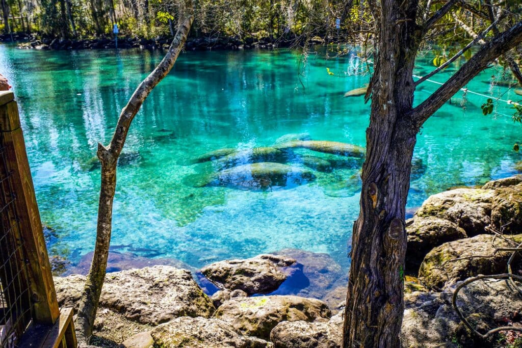 Three Sisters Springs Manatees Crystal River Florida