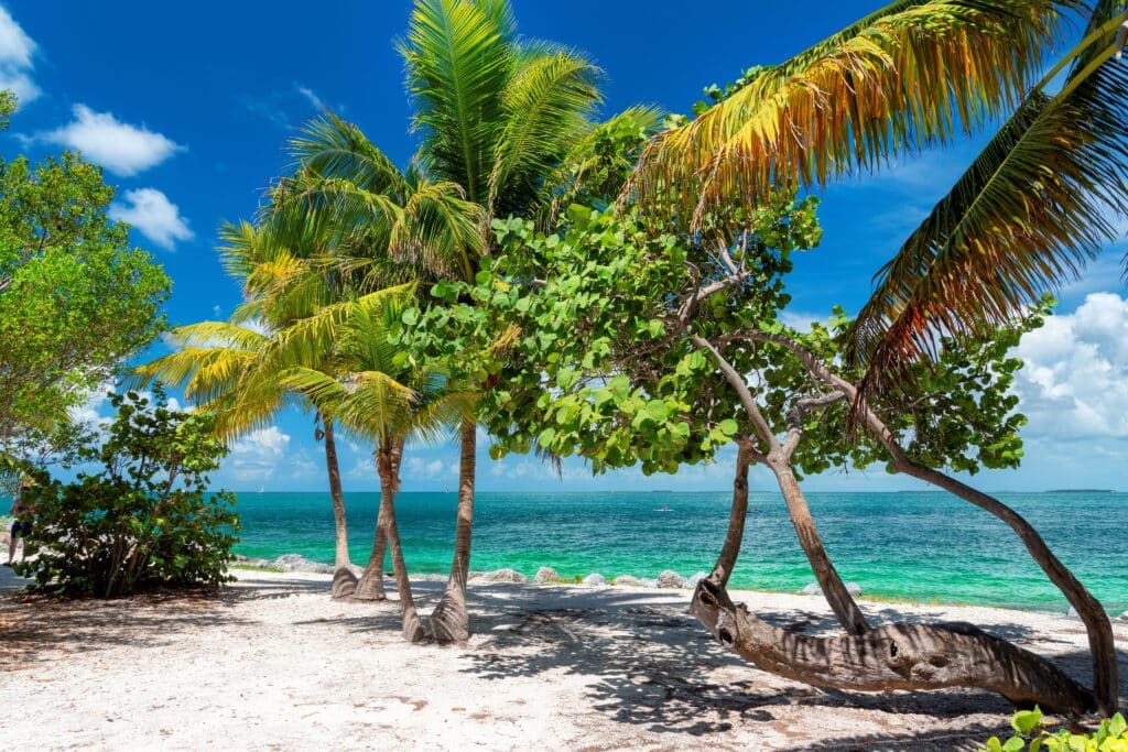 Palm trees and turquoise sea in a tropical beach in Key West, Florida