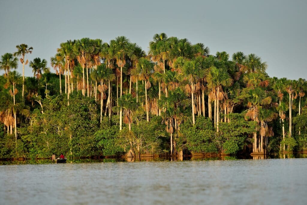 Lake Sandoval is a beautiful oxbow lake located in the Tambopata National Reserve in the Madre de Dios region of southeastern Peru. It's a popular destination for ecotourism and wildlife enthusiasts