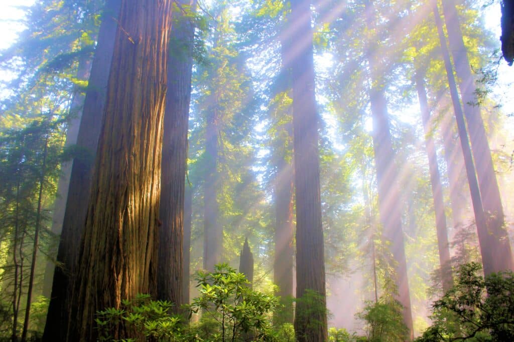 Coastal Redwood Trees and lush plants surrounded by fog taken at a Redwood Forest in Redwood National Park, CA