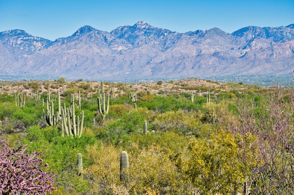 Saguaro National Park: a place to wander, explore, and connect with nature. A place of stark beauty and endless horizons where the desert comes alive.