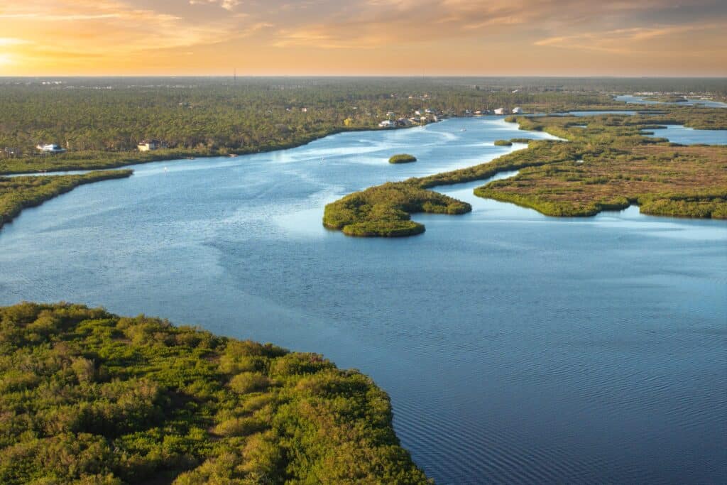 Florida Myakka river wetland nature. Tropical swamp with dense green vegetation at sunset