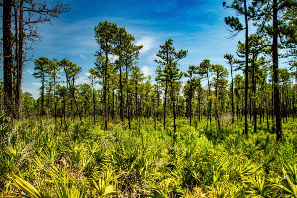 Slash pine and palmetto landscape forest in Ocala National Park FL