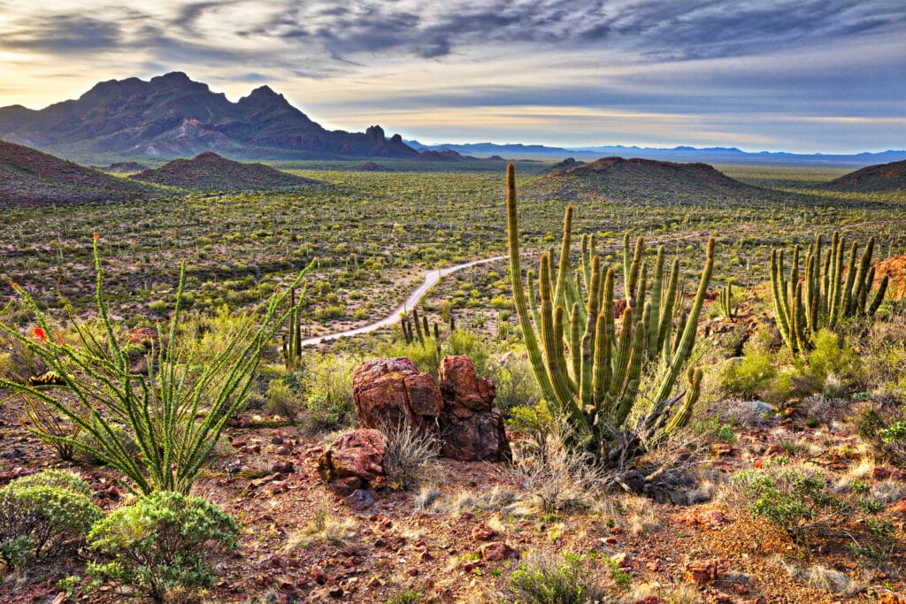 Organ Pipe Cactus National Monument at sunrise.