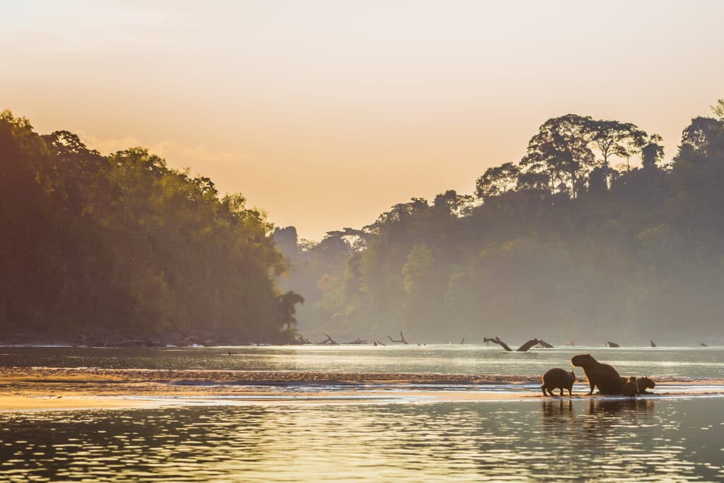Family of Capybara at the shores of the Amazon rainforest in Manu National Park, Peru