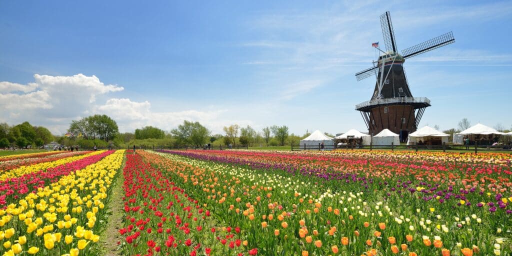 Dutch Windmill in a Holland Michigan tulip field. USA