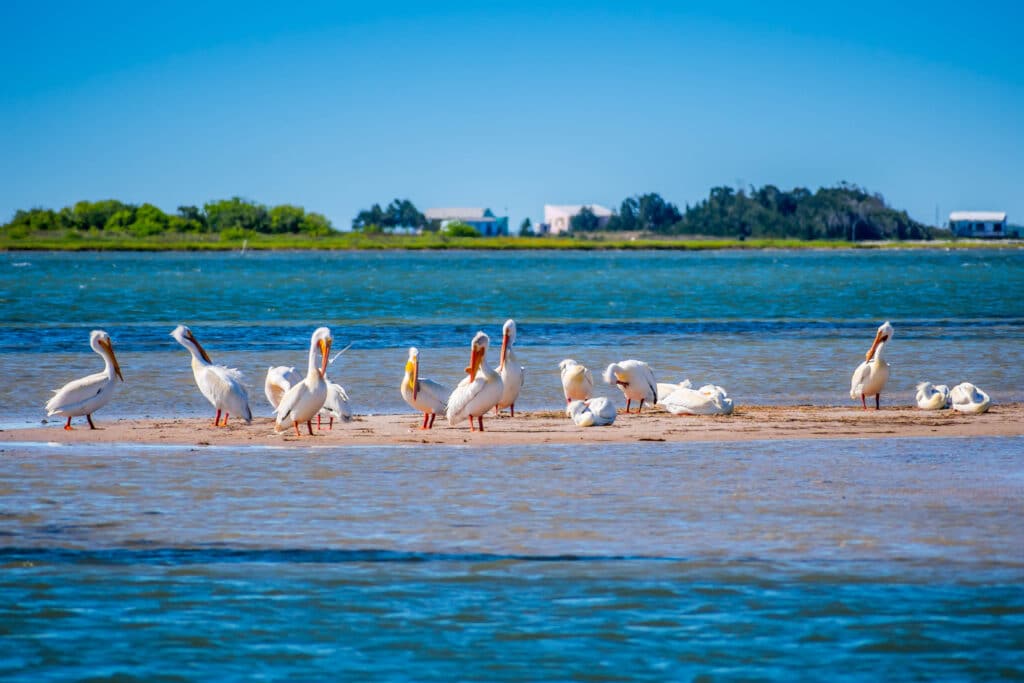 A Group of American White Pelicans resting around in Padre Island NS, Texas