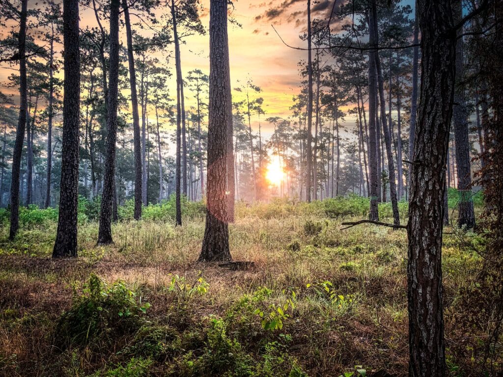 Sunset in the Texas Piney Woods