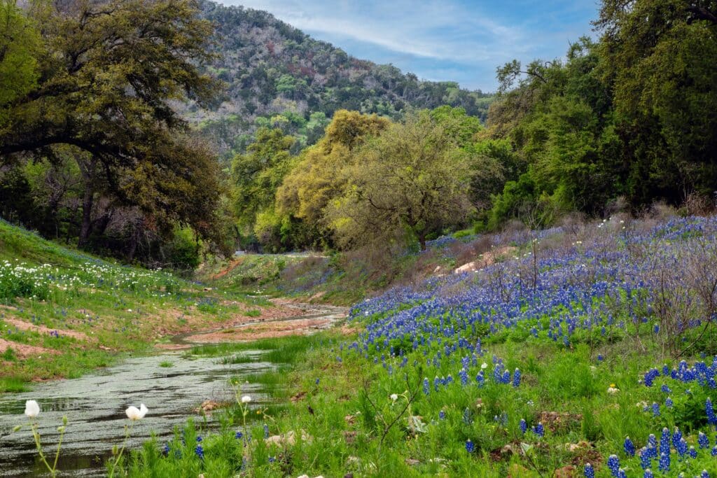 Bluebonnets and wildflowers along the banks of a creek bed in the Willow City Loop near Fredericksburg Texas