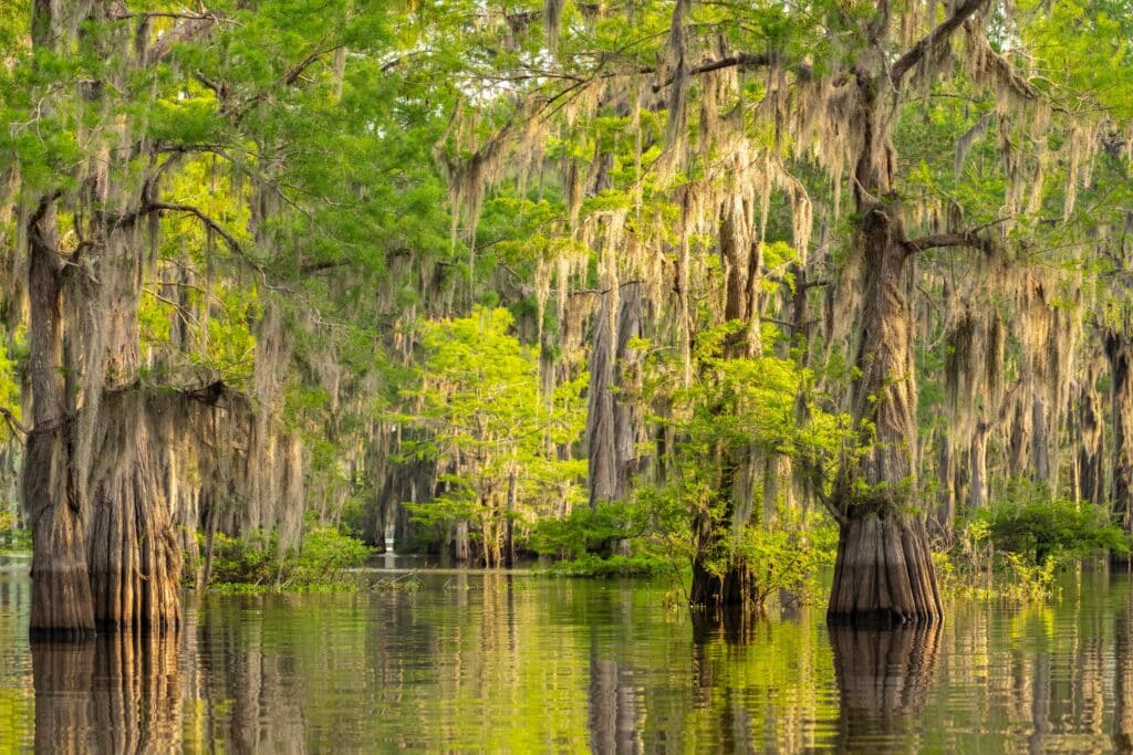 USA, Louisiana, Atchafalaya Basin, Atchafalaya Swamp. Cypress trees reflect in swamp.