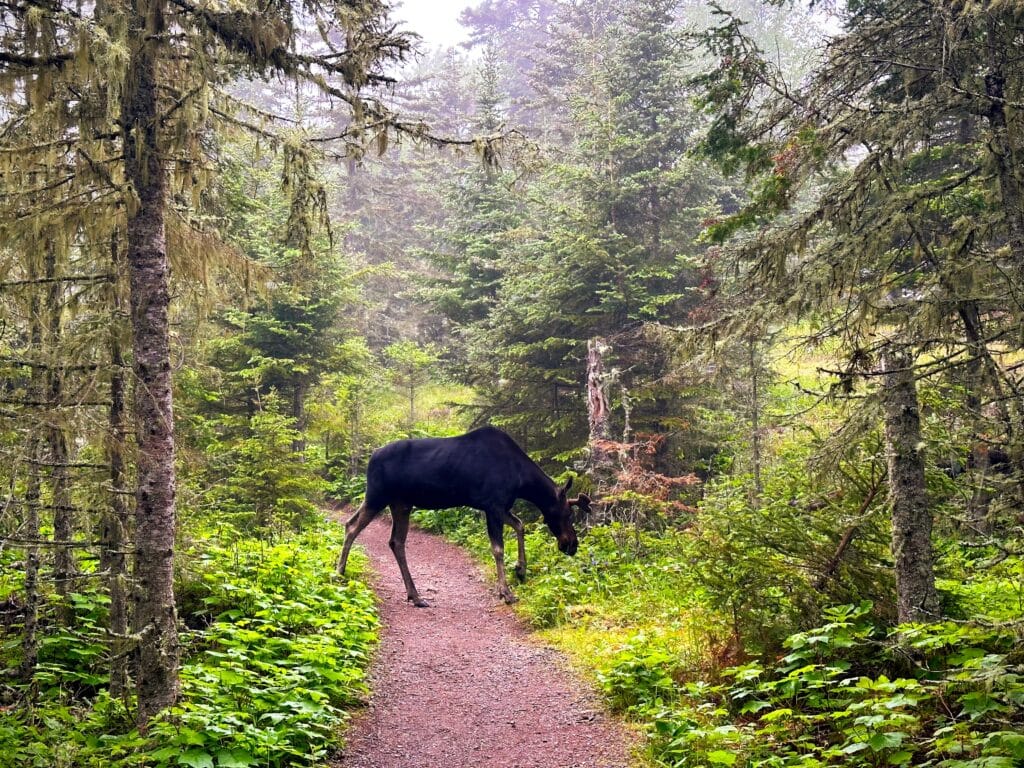Moose Blocking the Trail in Isle Royale National Park