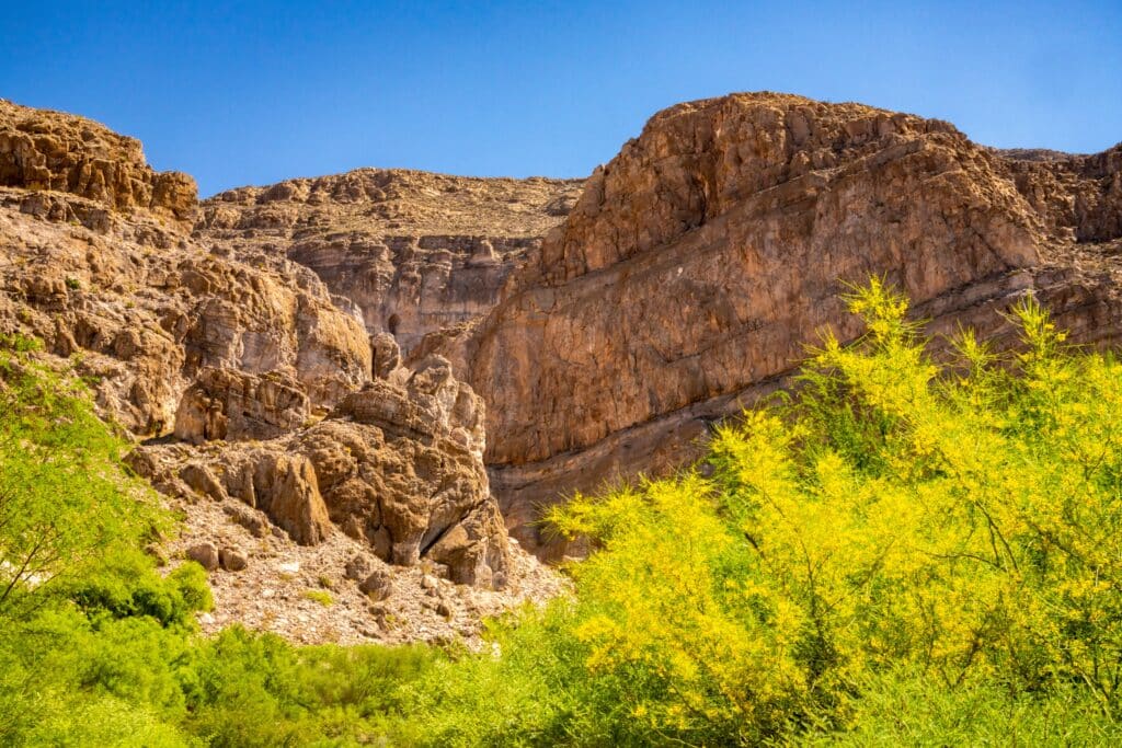 USA, Texas, Big Bend National Park. Chisos Mountains and trees in bloom.
