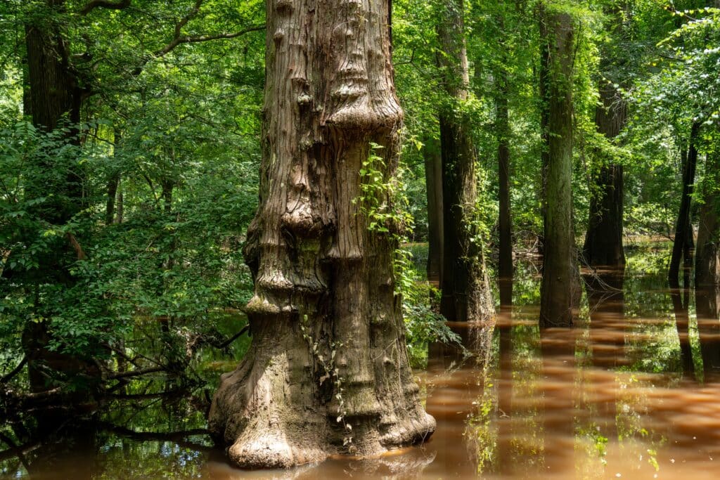 big bald cypress tree in river in Big thicket national preserve, Texas