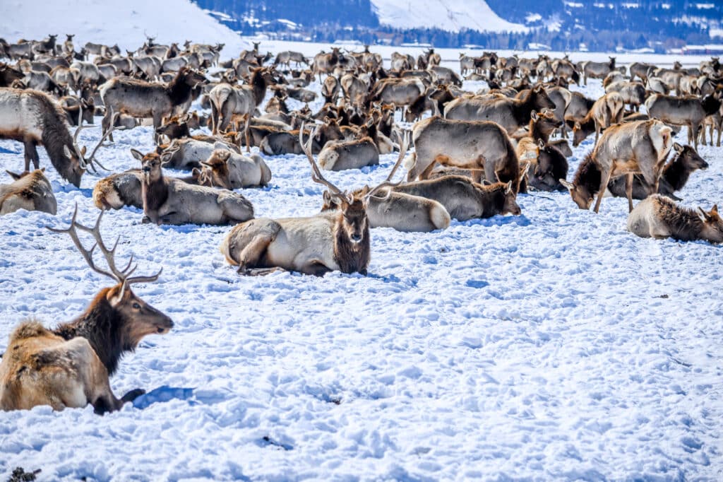 Wyoming national elk refuge sleigh ride