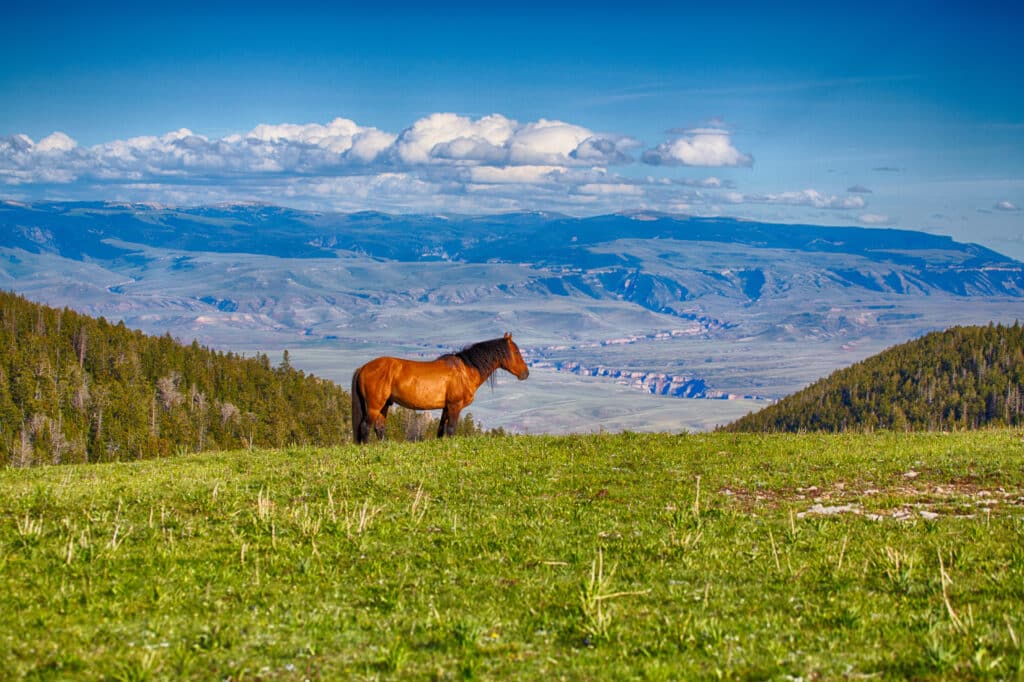 Wild horses range the Pryor Mountains outside Lovell, Wyoming.
