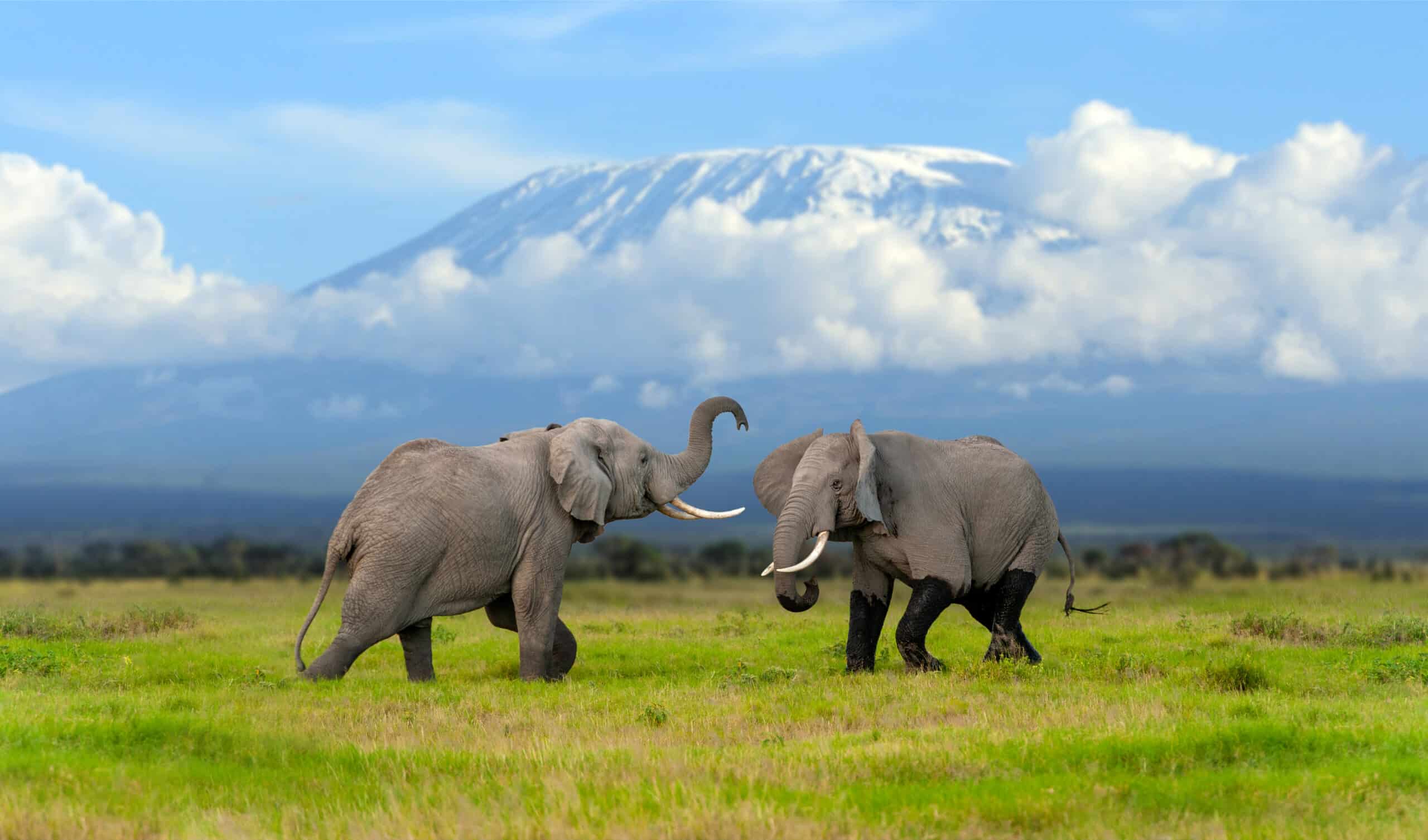 Large adult elephant with a snow covered Mount Kilimanjaro in the background. Animal in the habitat. Wildlife scene from nature