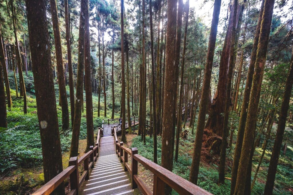 A picturesque wooden staircase in the heart of Alishan National Forest Park, nestled within the enchanting Alishan National Scenic Area mountain resort and nature reserve situated in Alishan township