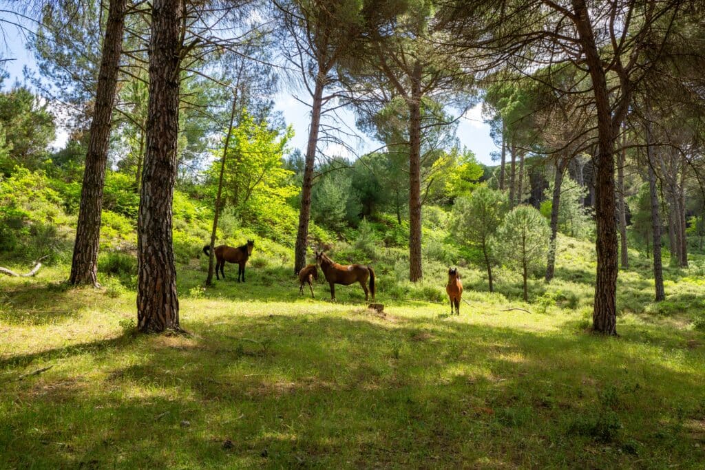 Wild Horses Mustangs in the Ida Mountains Wild Horse Range on the Border of Balıkesir and Izmir, Turkey