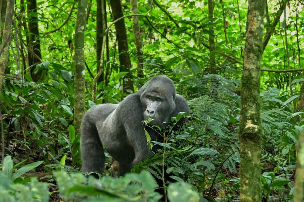 A mountain gorilla in the Bwindi Impenetrable Forest, in Western Uganda