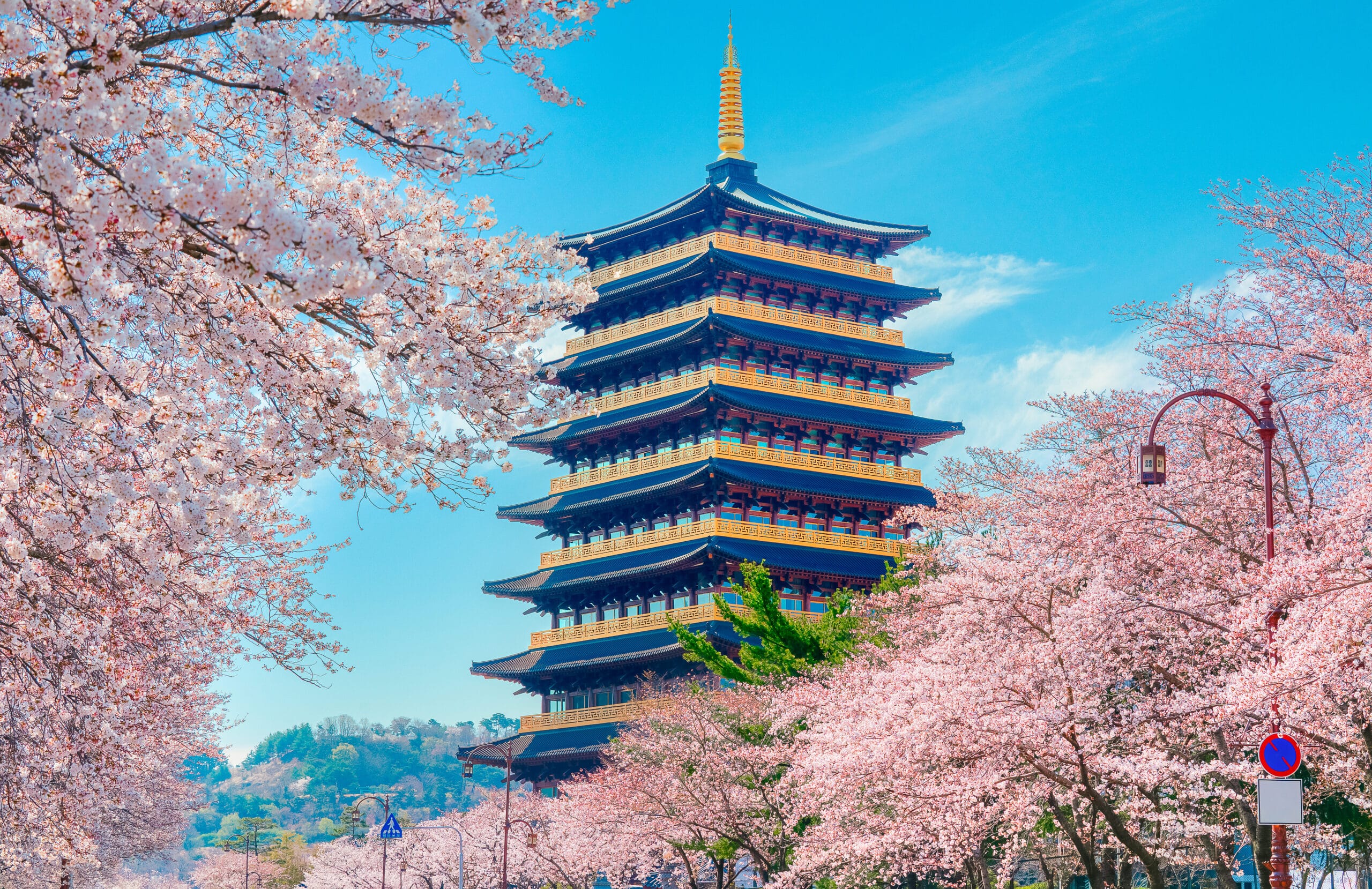 Traditional pagoda surrounded by cherry blossoms in spring South Korea