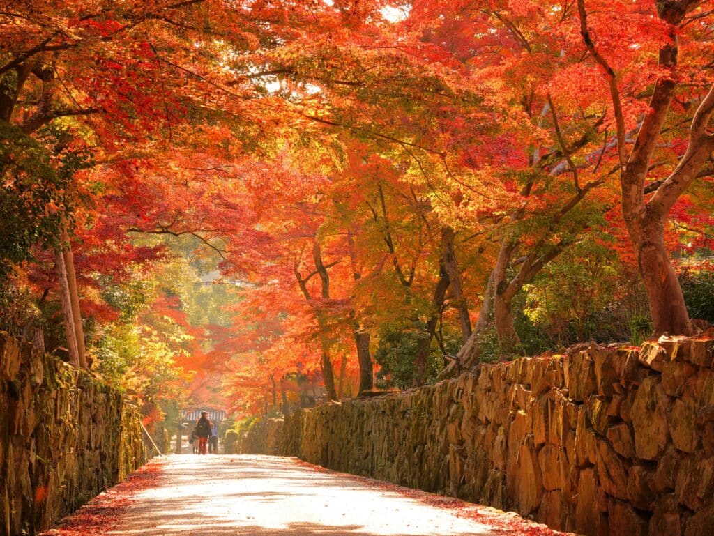 Historic stone pathway lined with vibrant red and orange maple trees during autumn in Kyoto Japan