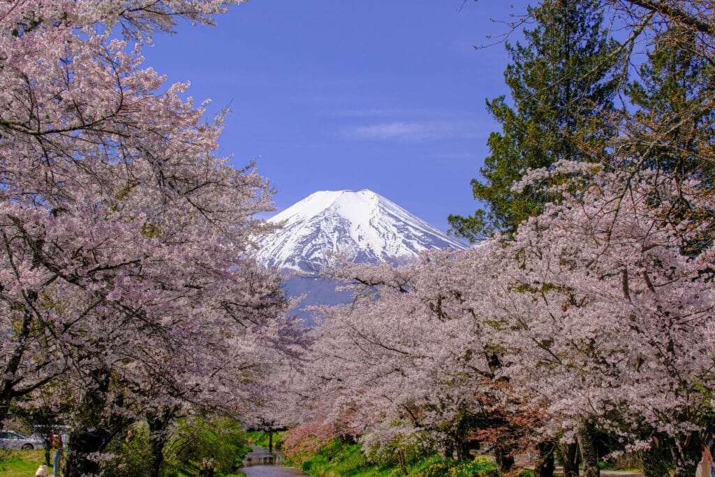 Cherry blossom-lined path with Mount Fuji in the background