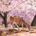 Deer walking beneath cherry blossom trees in Nara Park