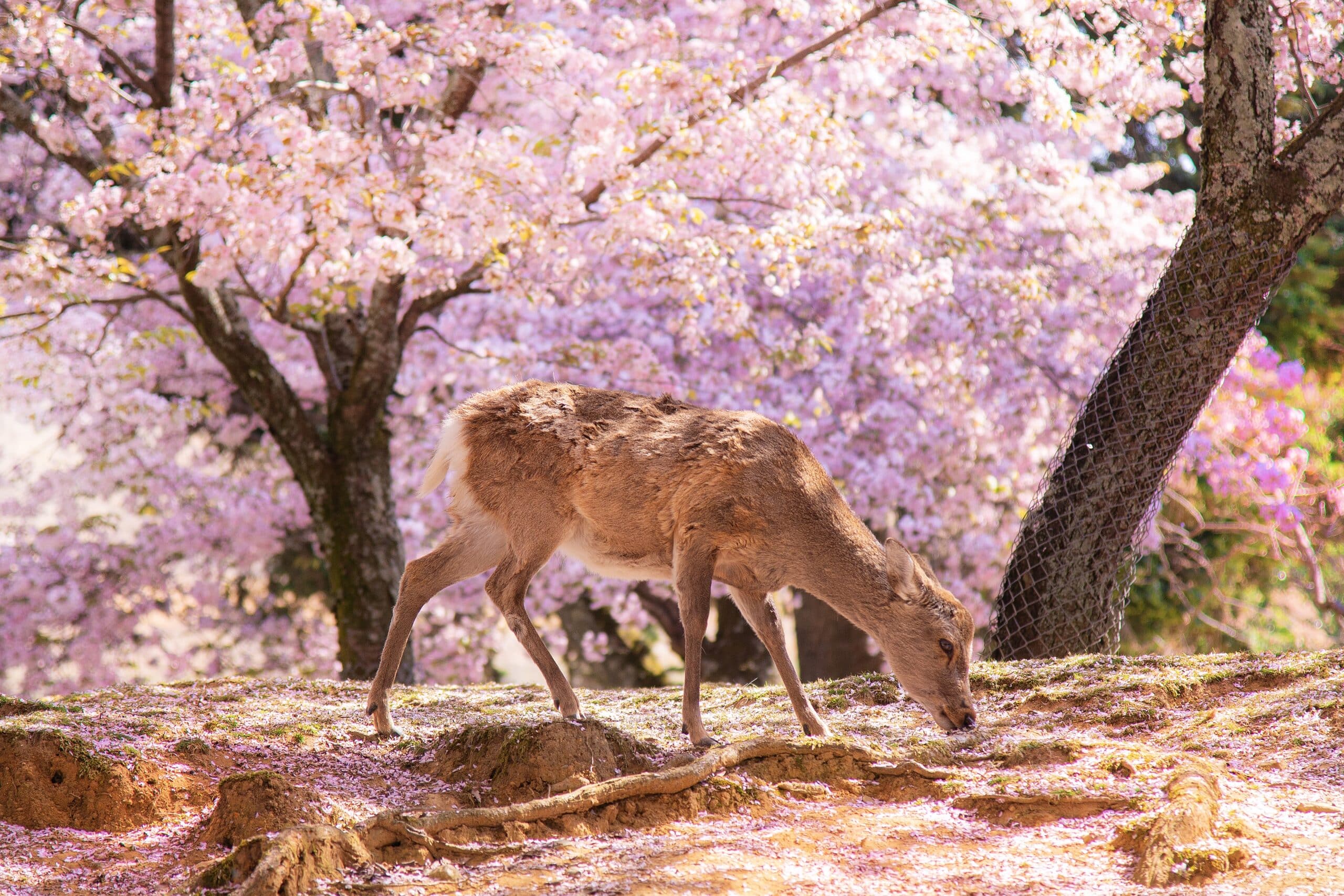 Deer walking beneath cherry blossom trees in Nara Park