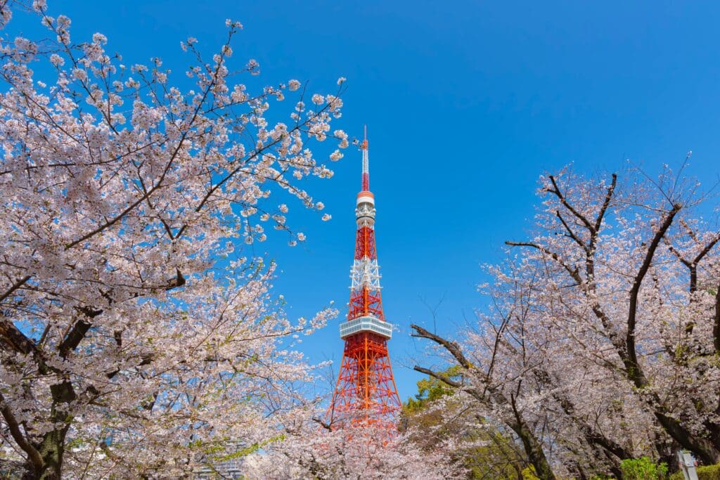 Tokyo Tower surrounded by blooming cherry blossom trees